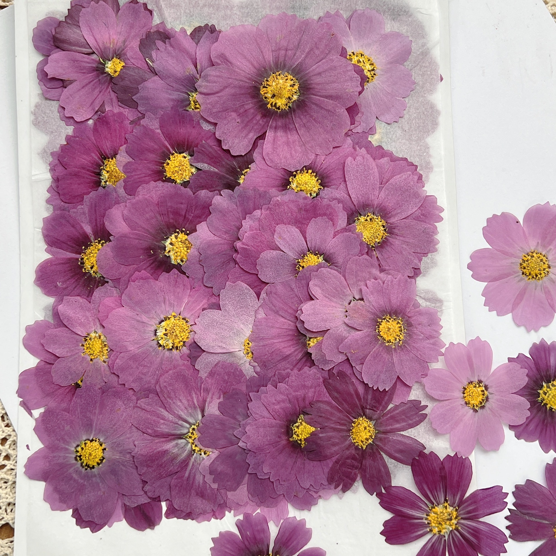 100Pcs Cosmos Dried Flower Pre - Dried Flower Pressed 리뷰 및 가격