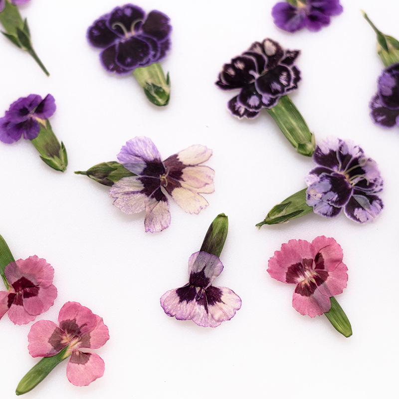 24pcs,Pressed Dried Dianthus F - Dried Flower Pressed 리뷰 및 가격