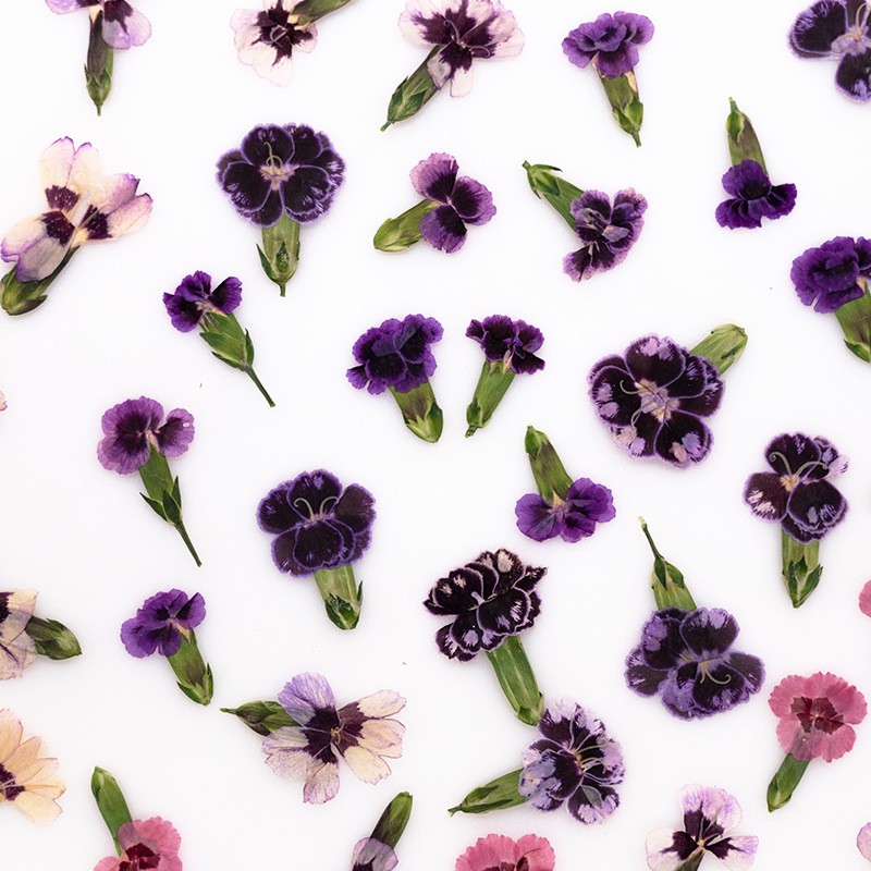 24pcs,Pressed Dried Dianthus F - Dried Flower Pressed 리뷰 및 가격
