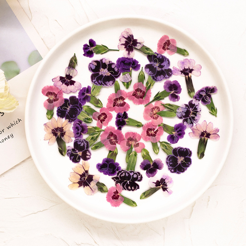 24pcs,Pressed Dried Dianthus F - Dried Flower Pressed 리뷰 및 가격