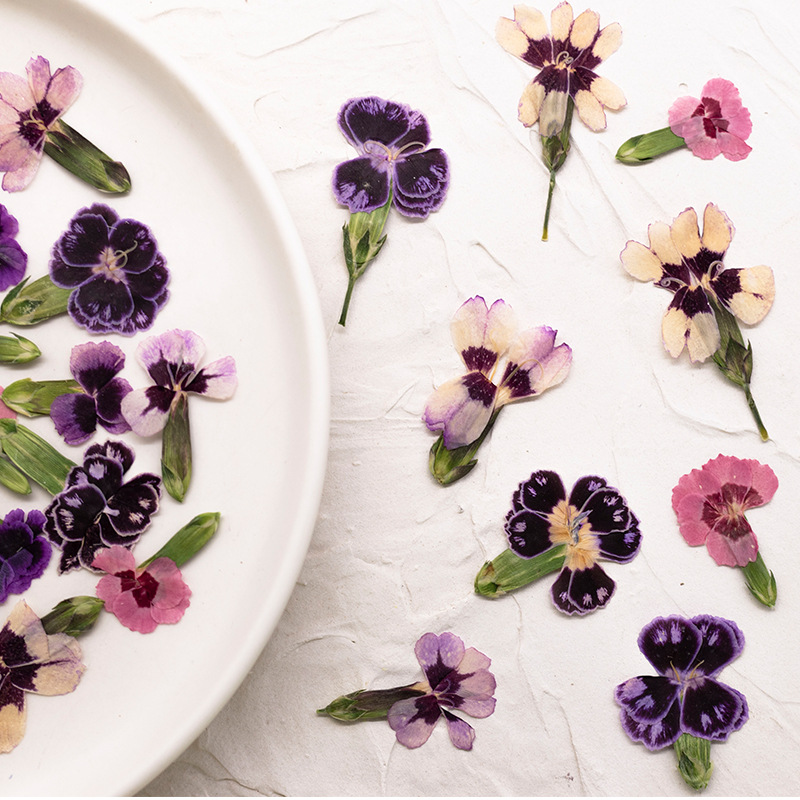 24pcs,Pressed Dried Dianthus F - Dried Flower Pressed 리뷰 및 가격