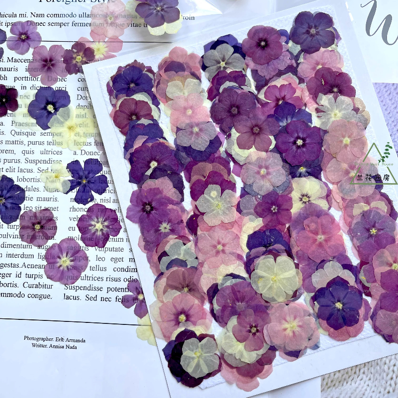 12pcs,Semi-Transparent Niche P - Dried Flower Pressed 리뷰 및 가격