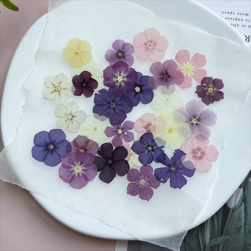 12pcs,Semi-Transparent Niche P - Dried Flower Pressed 리뷰 및 가격