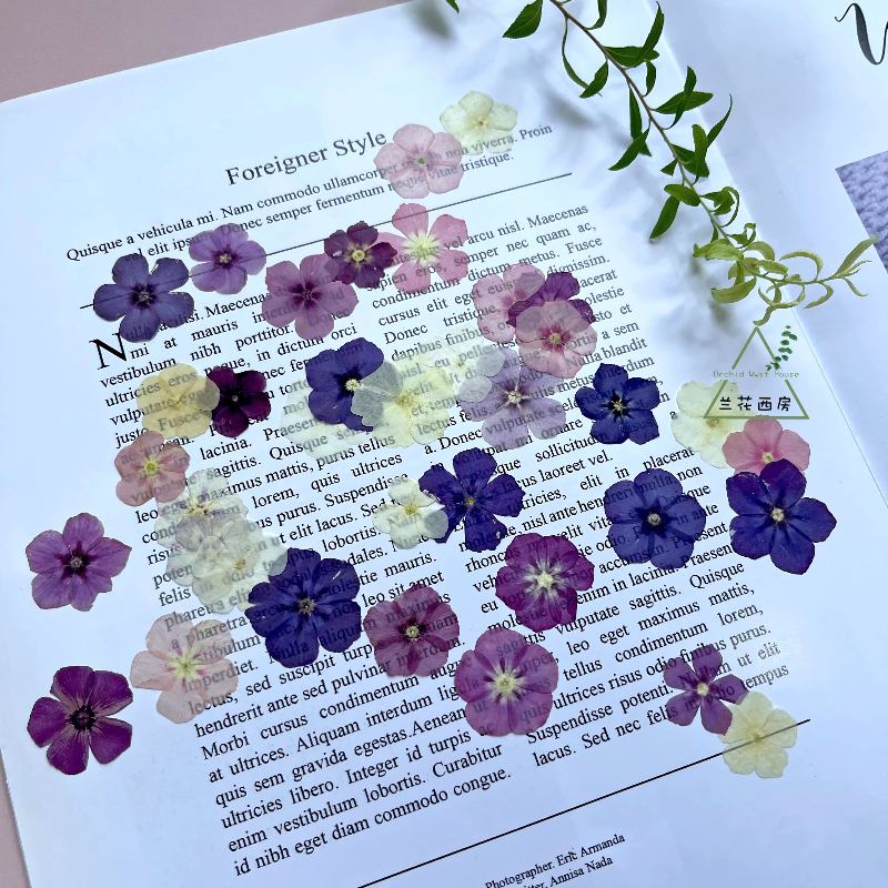 12pcs,Semi-Transparent Niche P - Dried Flower Pressed 리뷰 및 가격