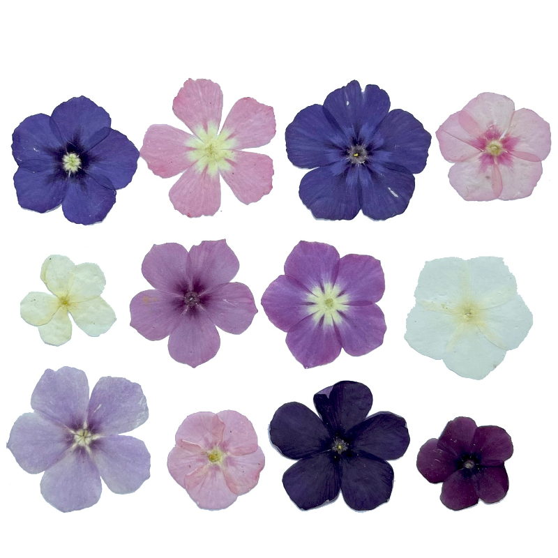 12pcs,Semi-Transparent Niche P - Dried Flower Pressed 리뷰 및 가격