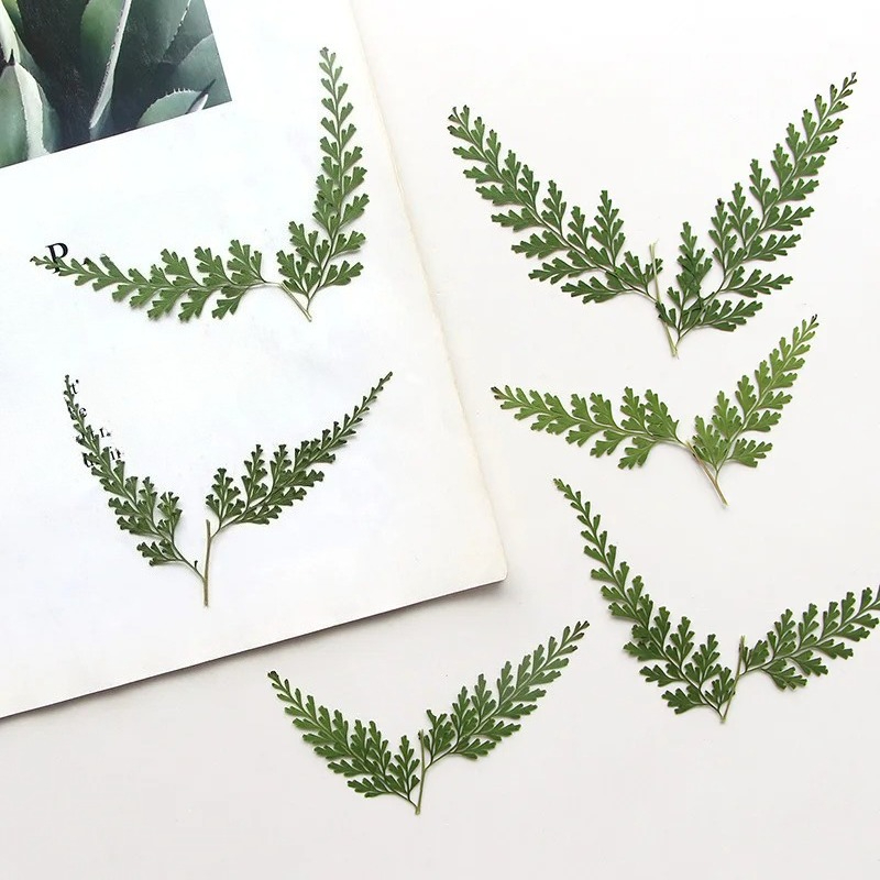 Nature Pressed Fern Branches,d - Dried Flower Pressed 리뷰 및 가격