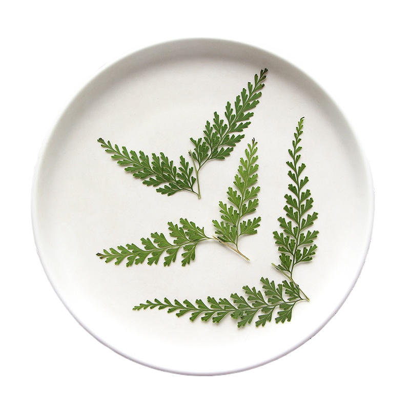 Nature Pressed Fern Branches,d - Dried Flower Pressed 리뷰 및 가격