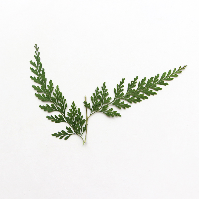 Nature Pressed Fern Branches,d - Dried Flower Pressed 리뷰 및 가격
