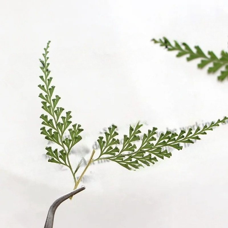 Nature Pressed Fern Branches,d - Dried Flower Pressed 리뷰 및 가격