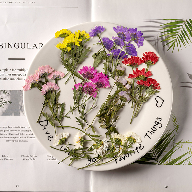 5-8cm/24pcs,Side pressed cryst - Dried Flower Pressed 리뷰 및 가격