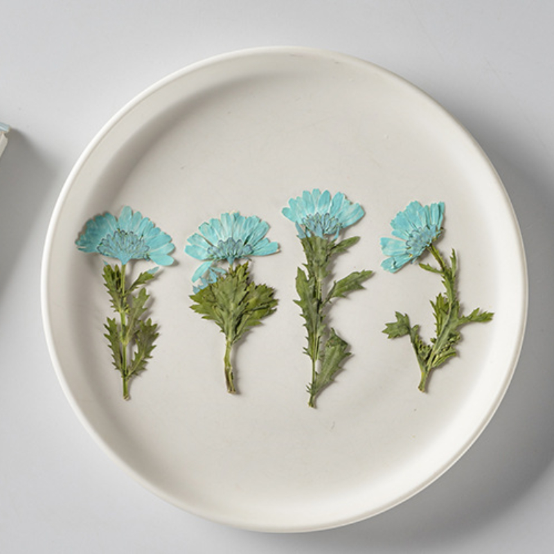 5-8cm/24pcs,Side pressed cryst - Dried Flower Pressed 리뷰 및 가격