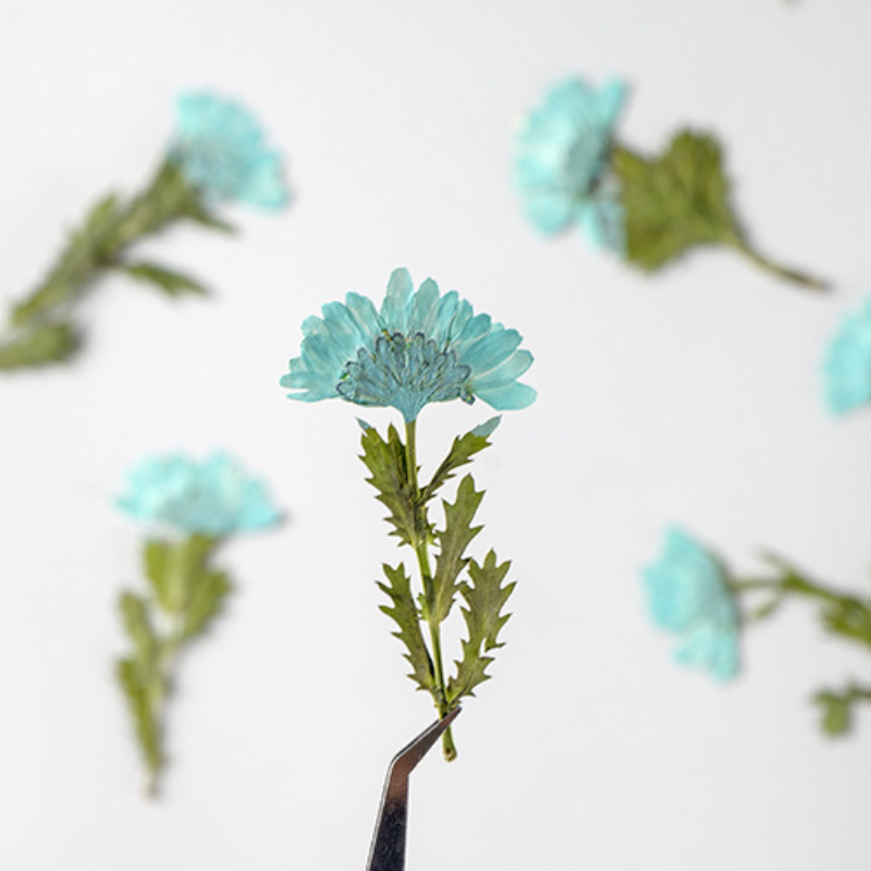 5-8cm/24pcs,Side pressed cryst - Dried Flower Pressed 리뷰 및 가격