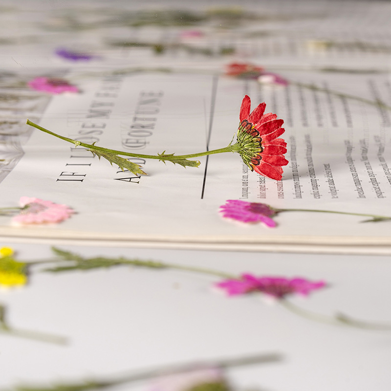 5-8cm/24pcs,Side pressed cryst - Dried Flower Pressed 리뷰 및 가격