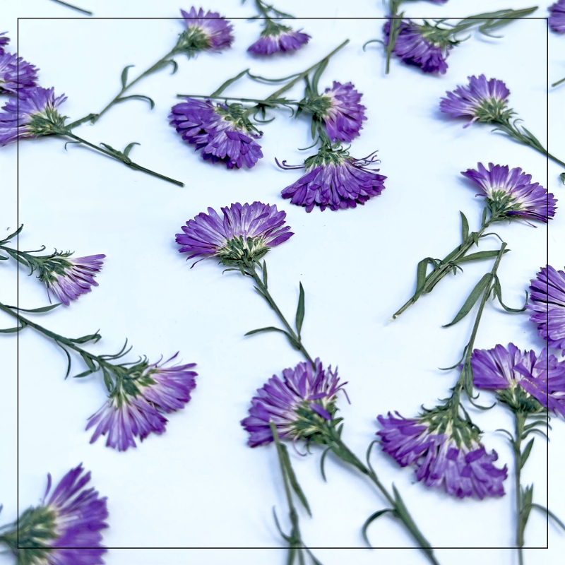 100PCS/3-6cm,Pressed daisy min - Dried Flower Pressed 리뷰 및 가격