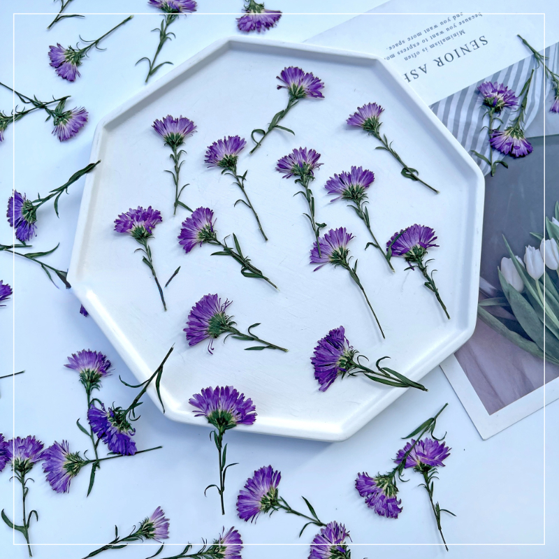 100PCS/3-6cm,Pressed daisy min - Dried Flower Pressed 리뷰 및 가격