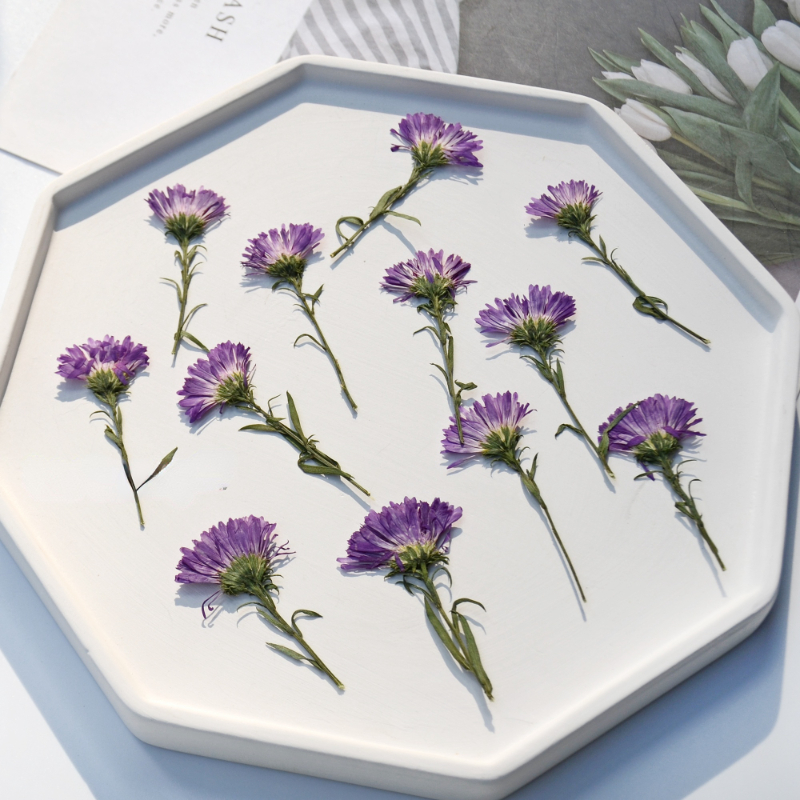 100PCS/3-6cm,Pressed daisy min - Dried Flower Pressed 리뷰 및 가격